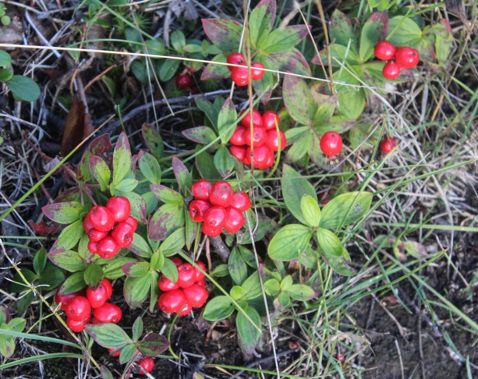 close up of Vaccinium vitis-idaea also know as lingonberry, partridgeberry, mountain cranberry or cowberry