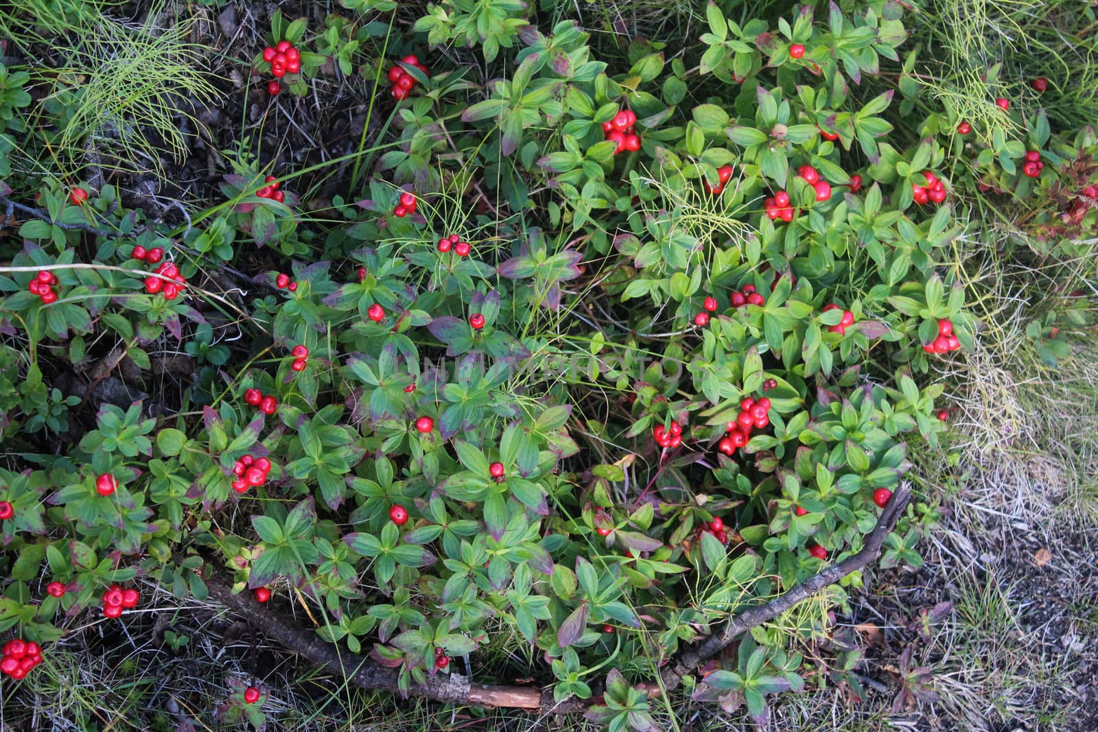 close up of Vaccinium vitis-idaea also know as lingonberry, partridgeberry, mountain cranberry or cowberry