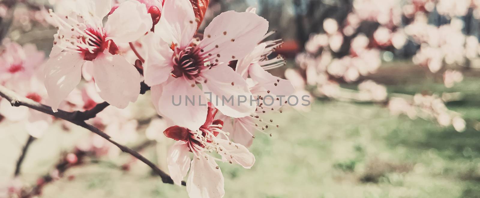 Vintage background of apple tree flowers bloom, floral blossom in spring by Anneleven