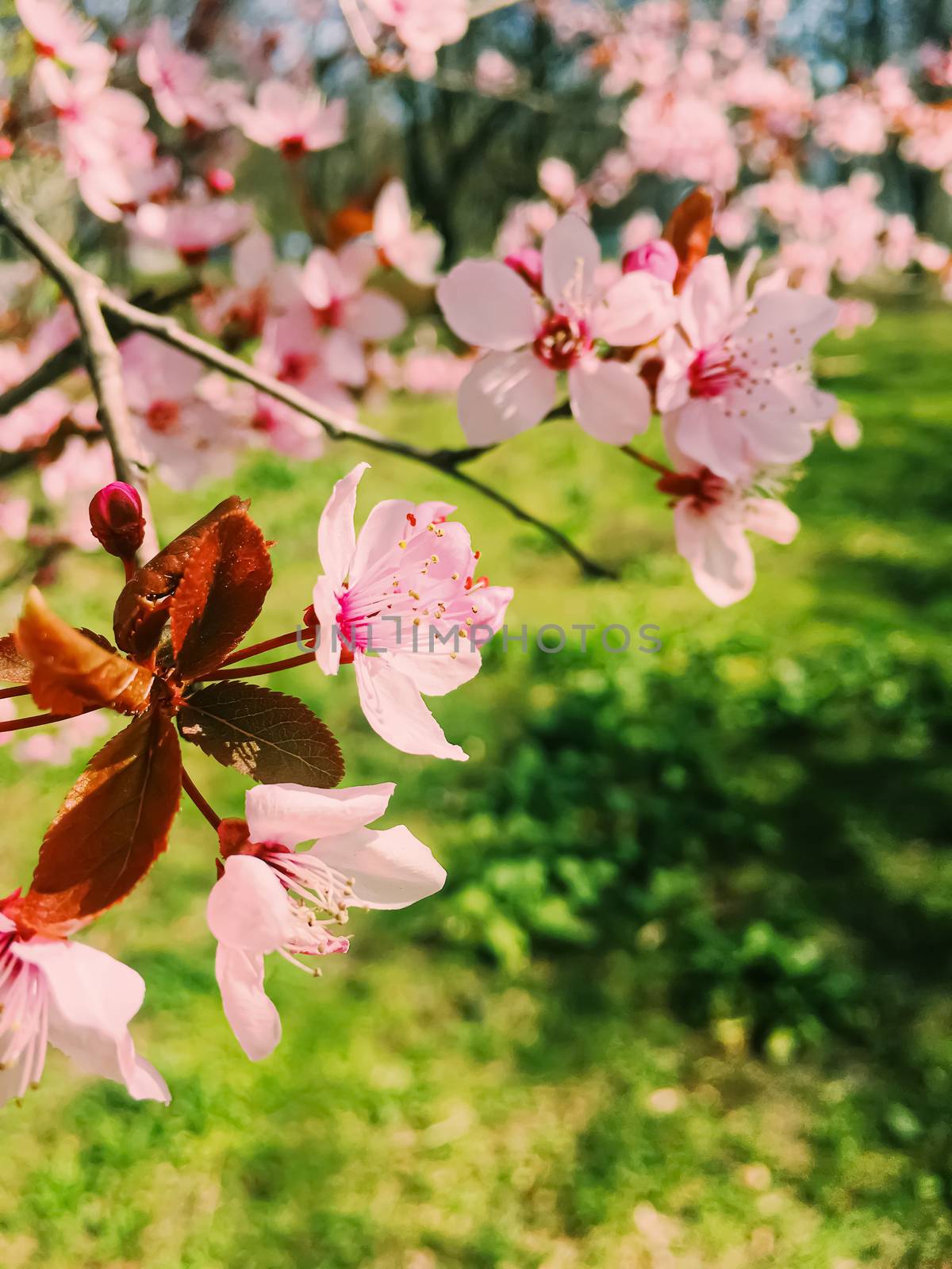 Apple tree flowers bloom, floral blossom in sunny spring