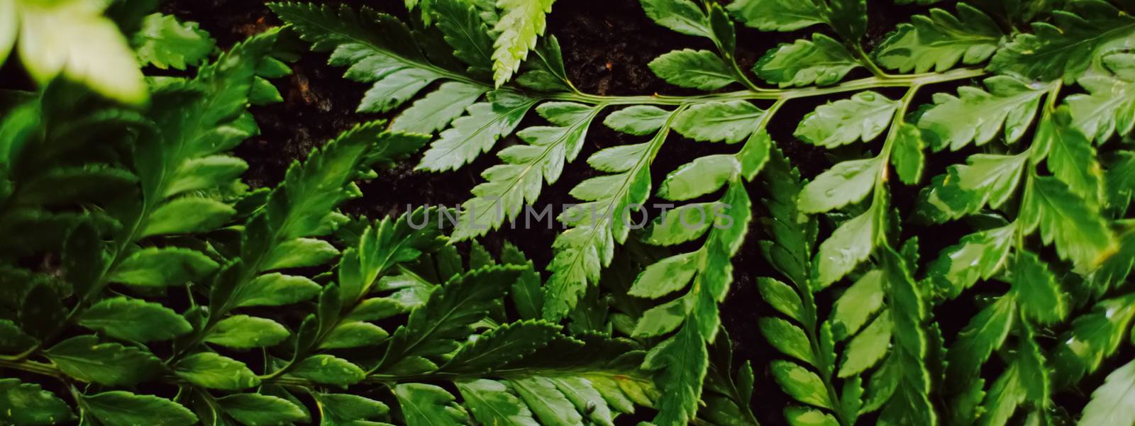 Tropical plant leaves in garden as botanical background, nature and environment by Anneleven