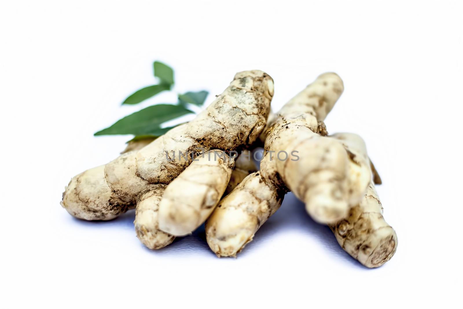 Close up of popular Indian & Asian raw organic herb or ayurvedic herb isolated on white i.e. Amba haldi or Mango ginger or white ginger or Curcuma amada.