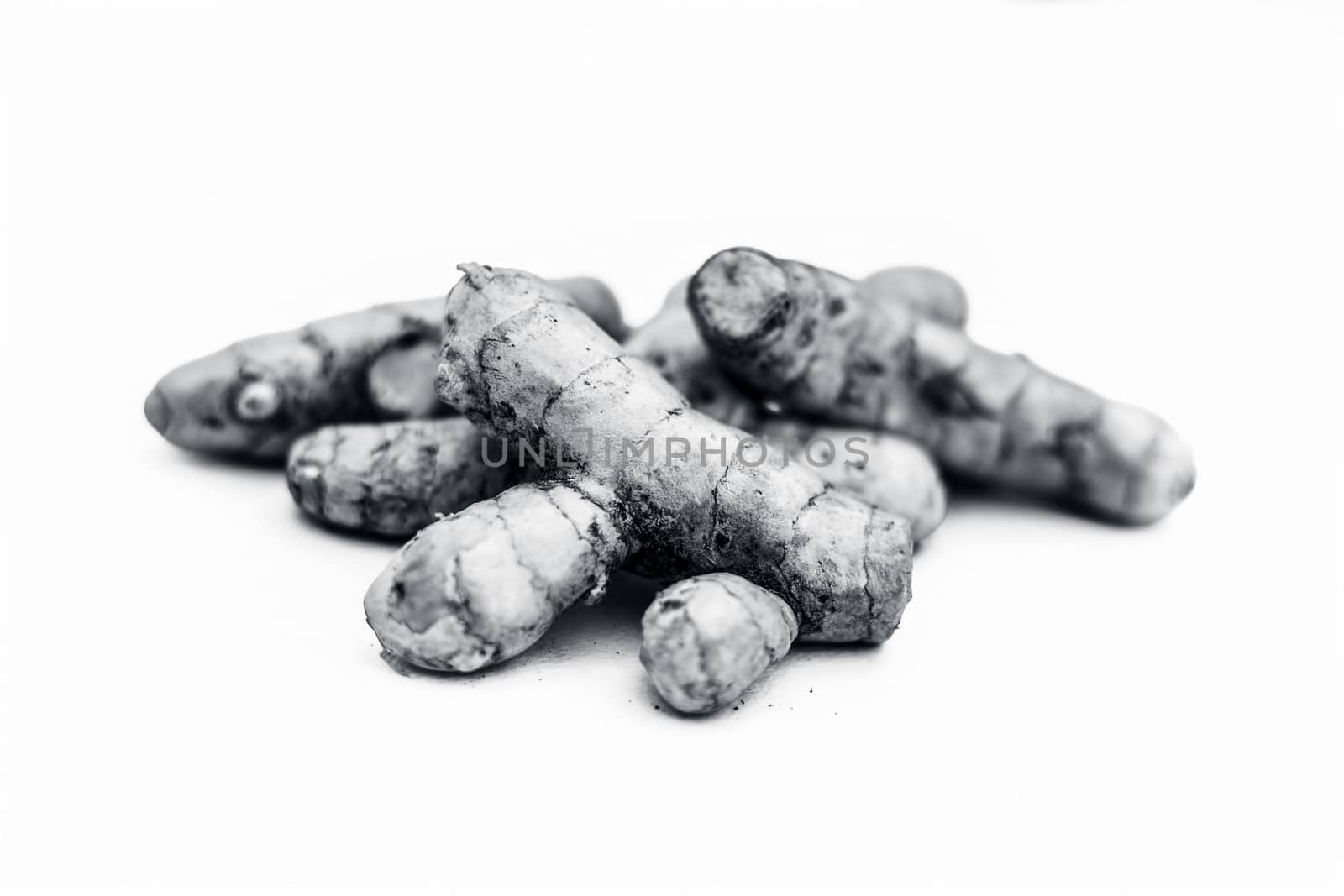 Close up of raw fresh organic ginger isolated on white also knwon as adrak or Zingiber officinale.