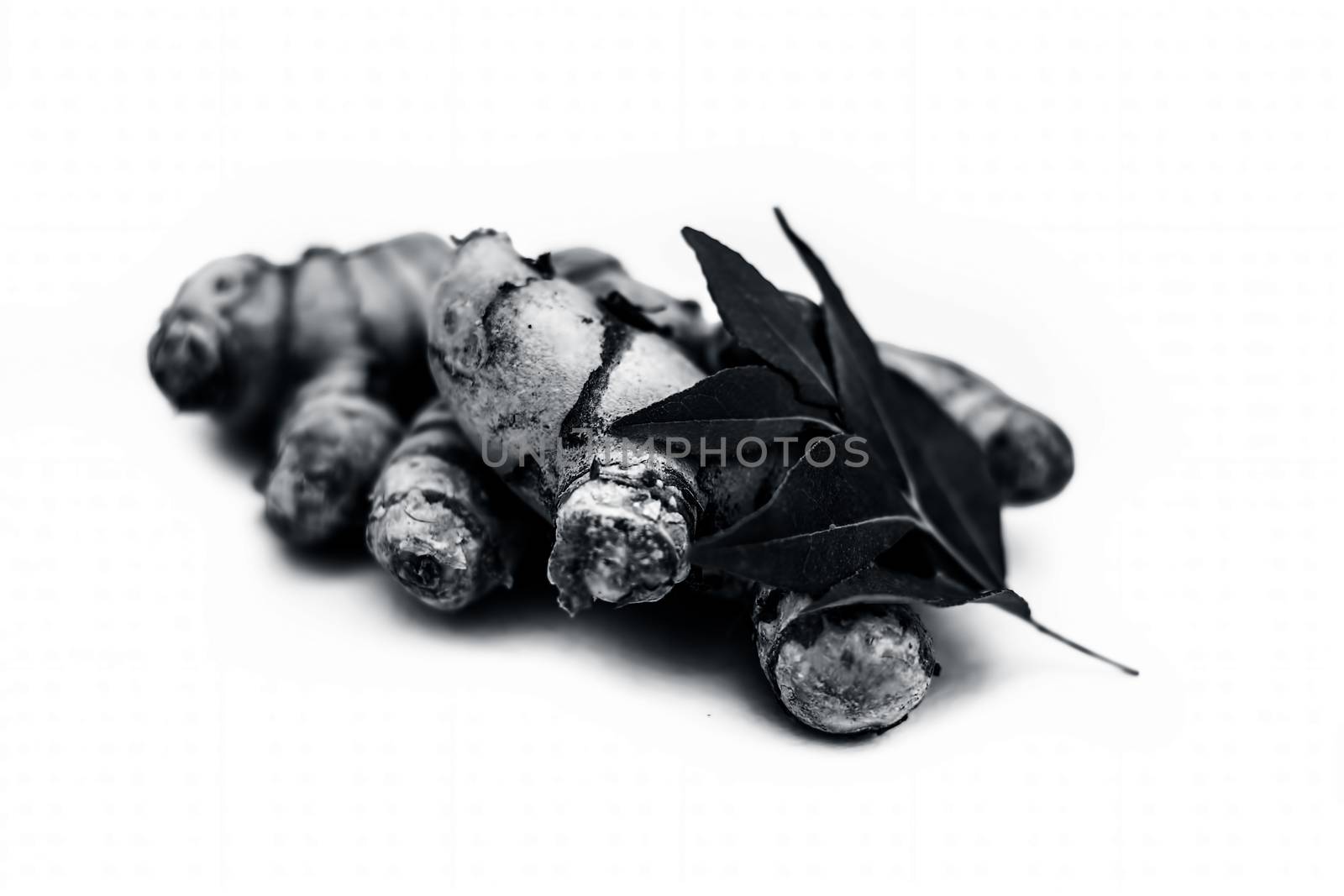 Close up of popular Indian &amp; Asian raw organic herb or ayurvedic herb isolated on white i.e. Amba haldi or Mango ginger or white ginger or Curcuma amada.