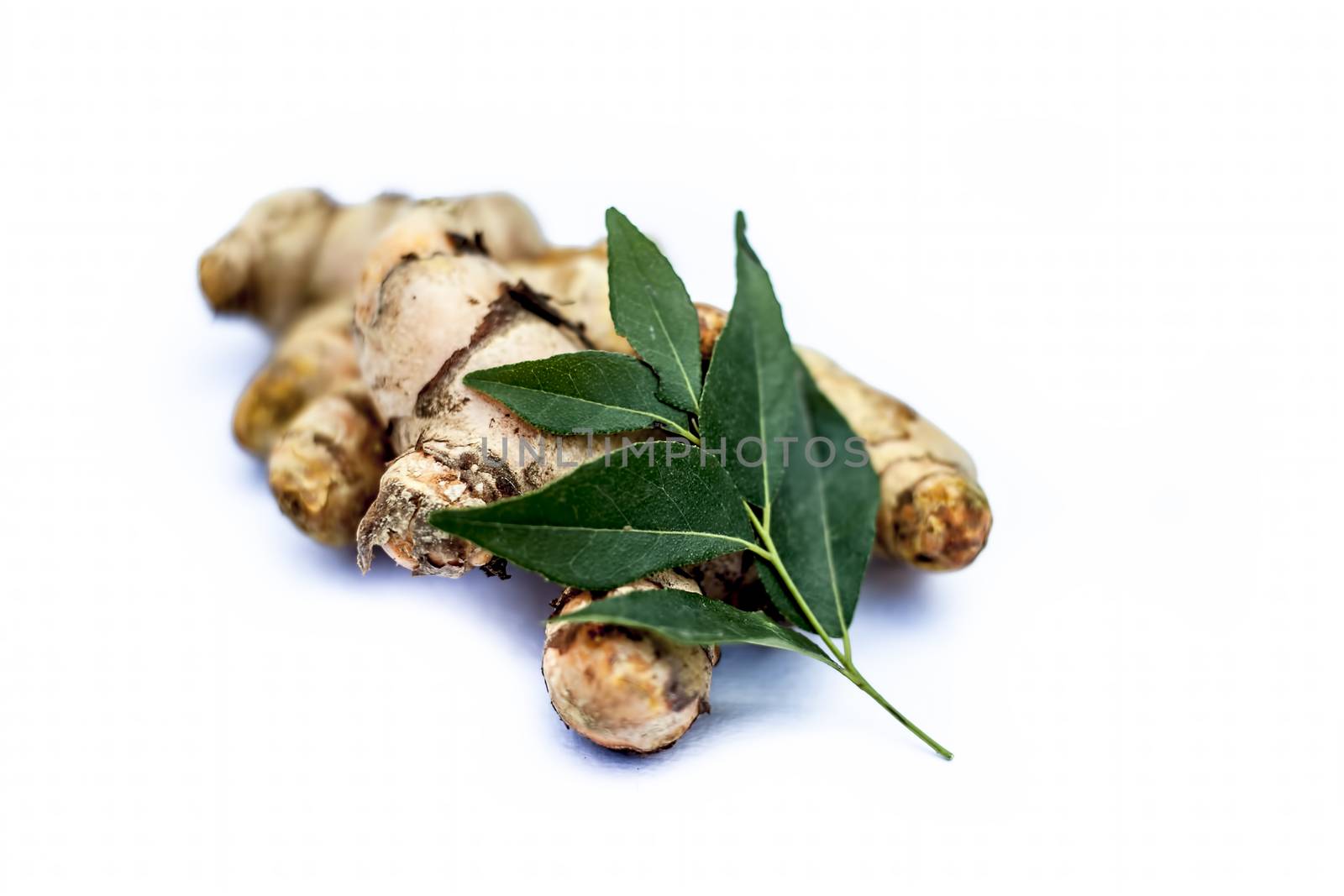 Close up of popular Indian &amp; Asian raw organic herb or ayurvedic herb isolated on white i.e. Amba haldi or Mango ginger or white ginger or Curcuma amada.