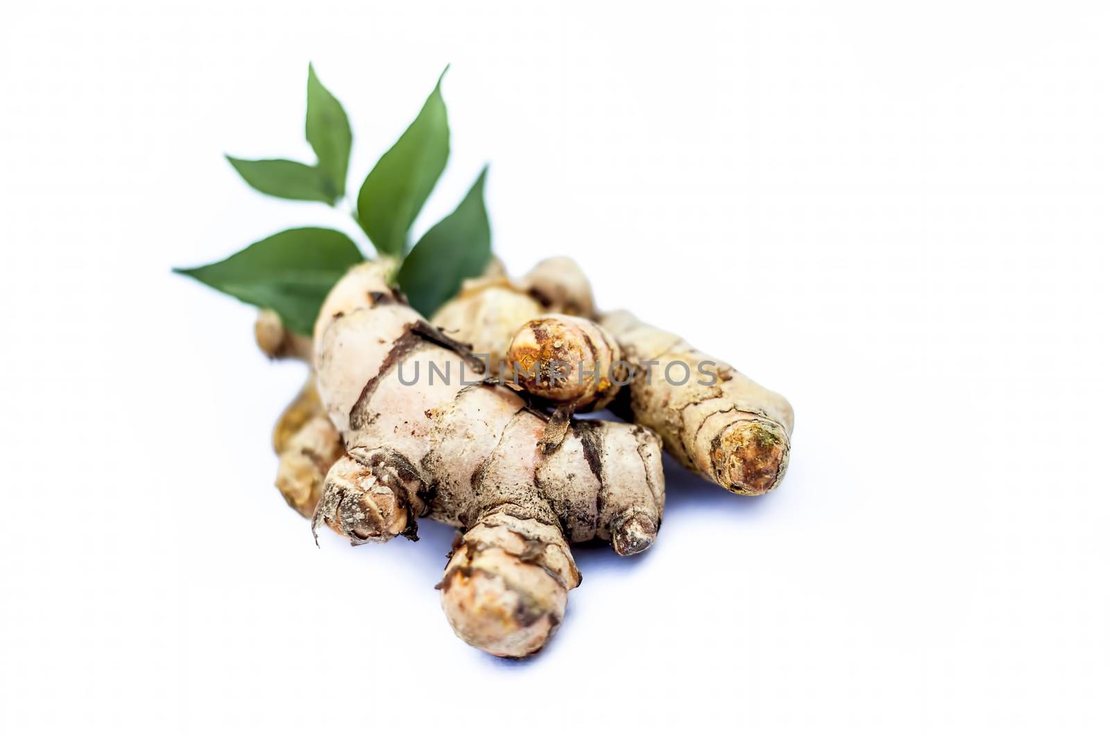 Close up of popular Indian &amp; Asian raw organic herb or ayurvedic herb isolated on white i.e. Amba haldi or Mango ginger or white ginger or Curcuma amada.