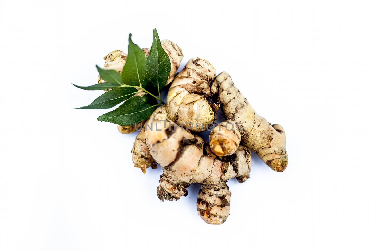 Close up of popular Indian &amp; Asian raw organic herb or ayurvedic herb isolated on white i.e. Amba haldi or Mango ginger or white ginger or Curcuma amada.