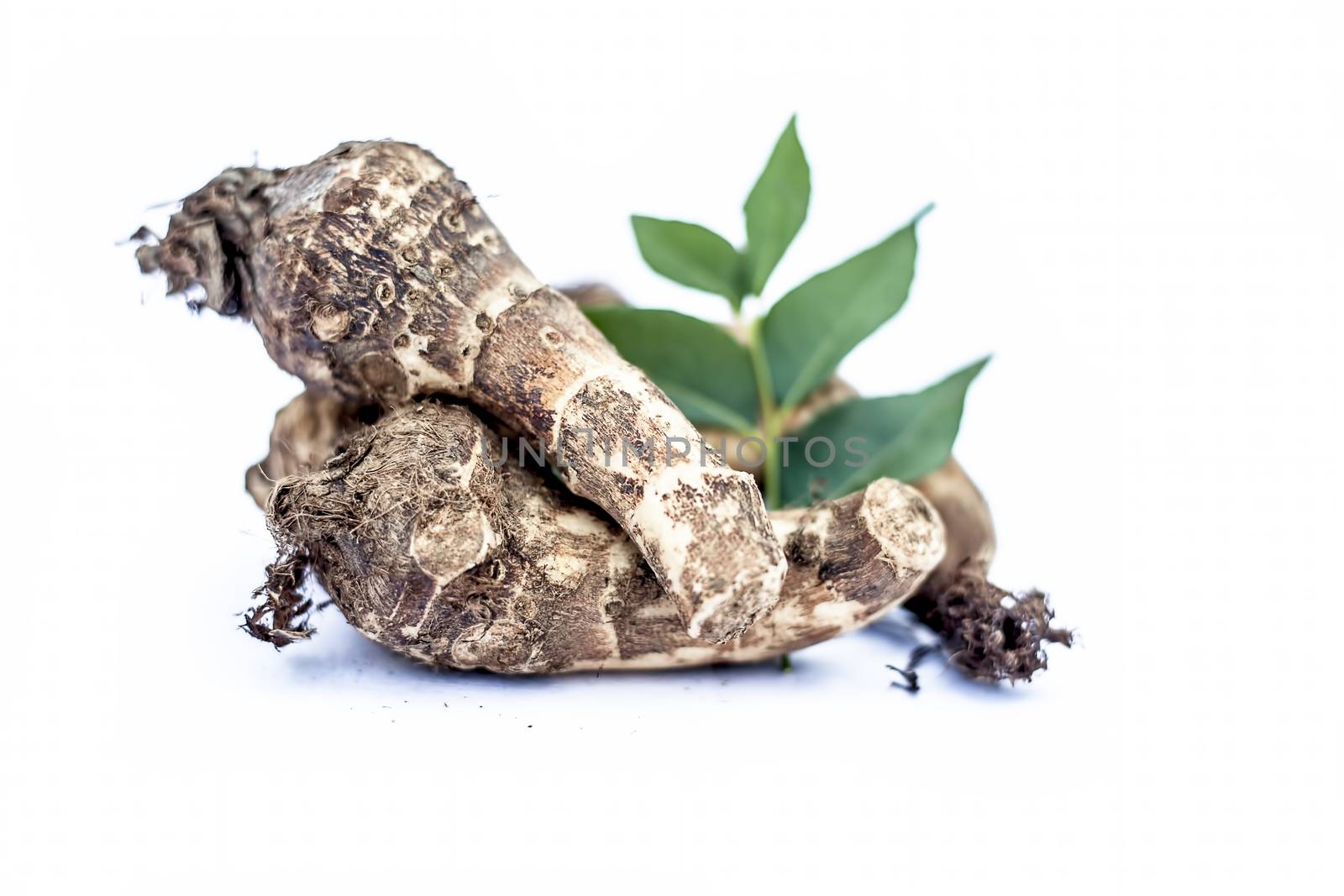 Close up of rare vegetable i.e. roots of jack fruit or Jackfruit roots isolated on white also known as kathal or kathal ki chal or kathal ki gad or kathal ki jed with raw fresh leaves.