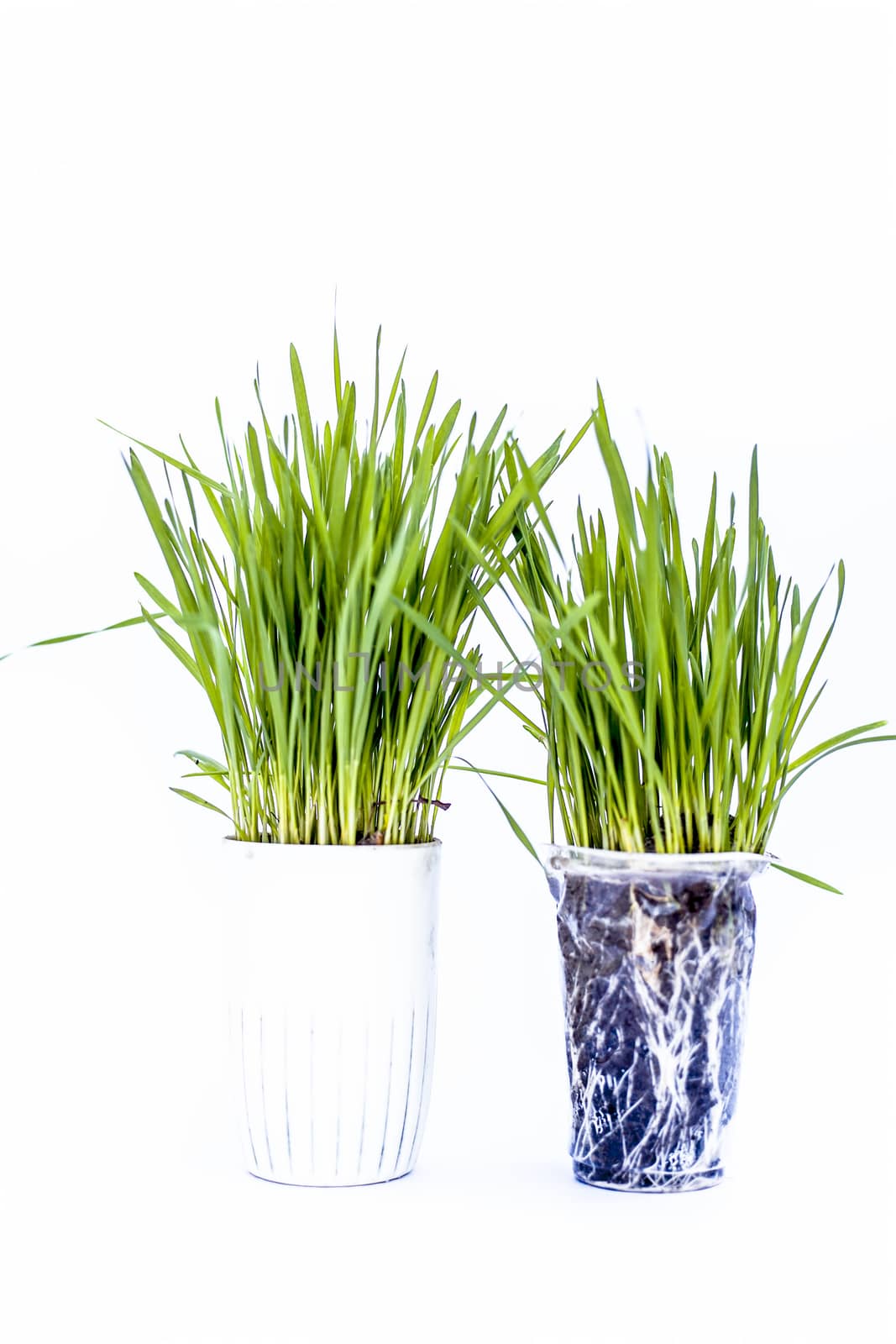 Close up of two small pots containing wheat grass in them isolated on white.