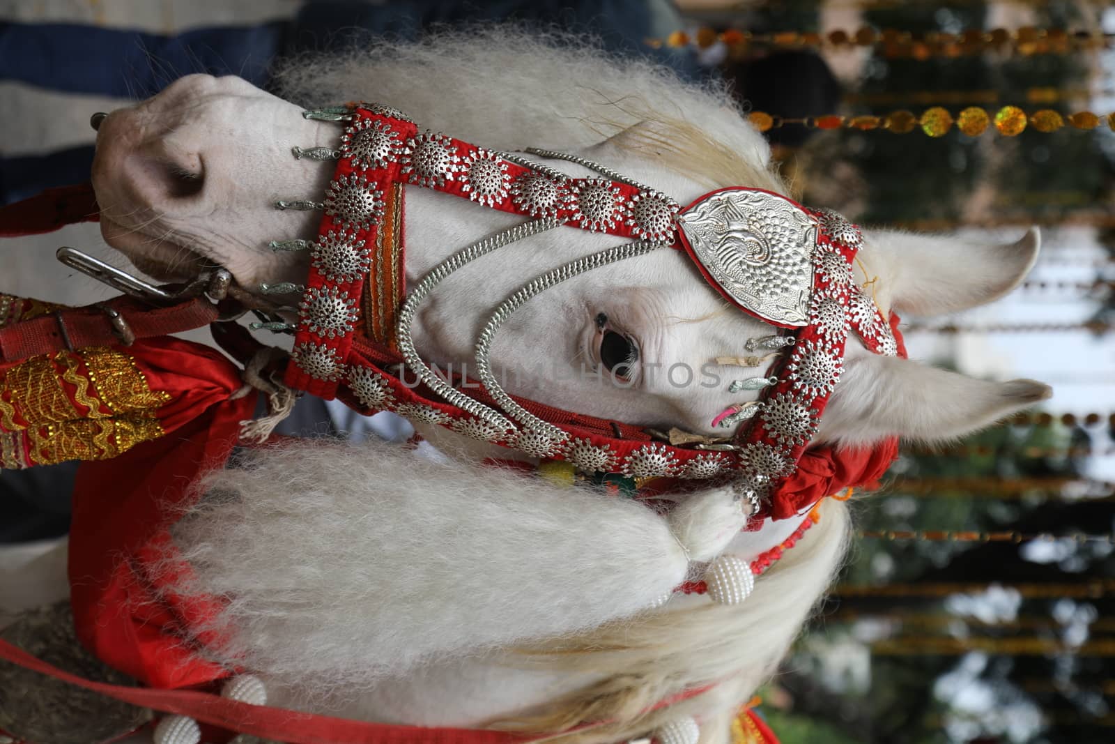 Horse Decoration in a wedding