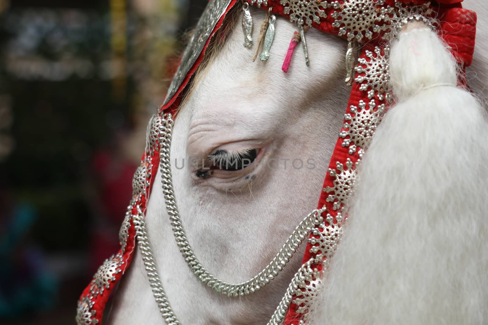 Horse Decoration in a wedding