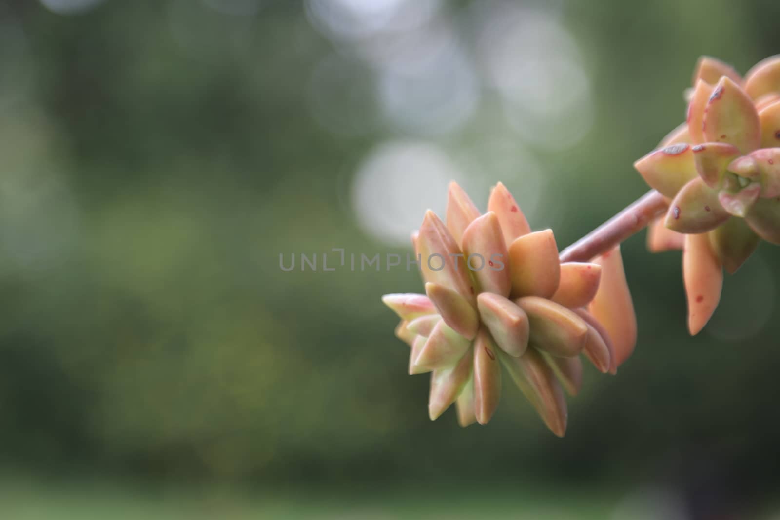 closeup shot of flowers