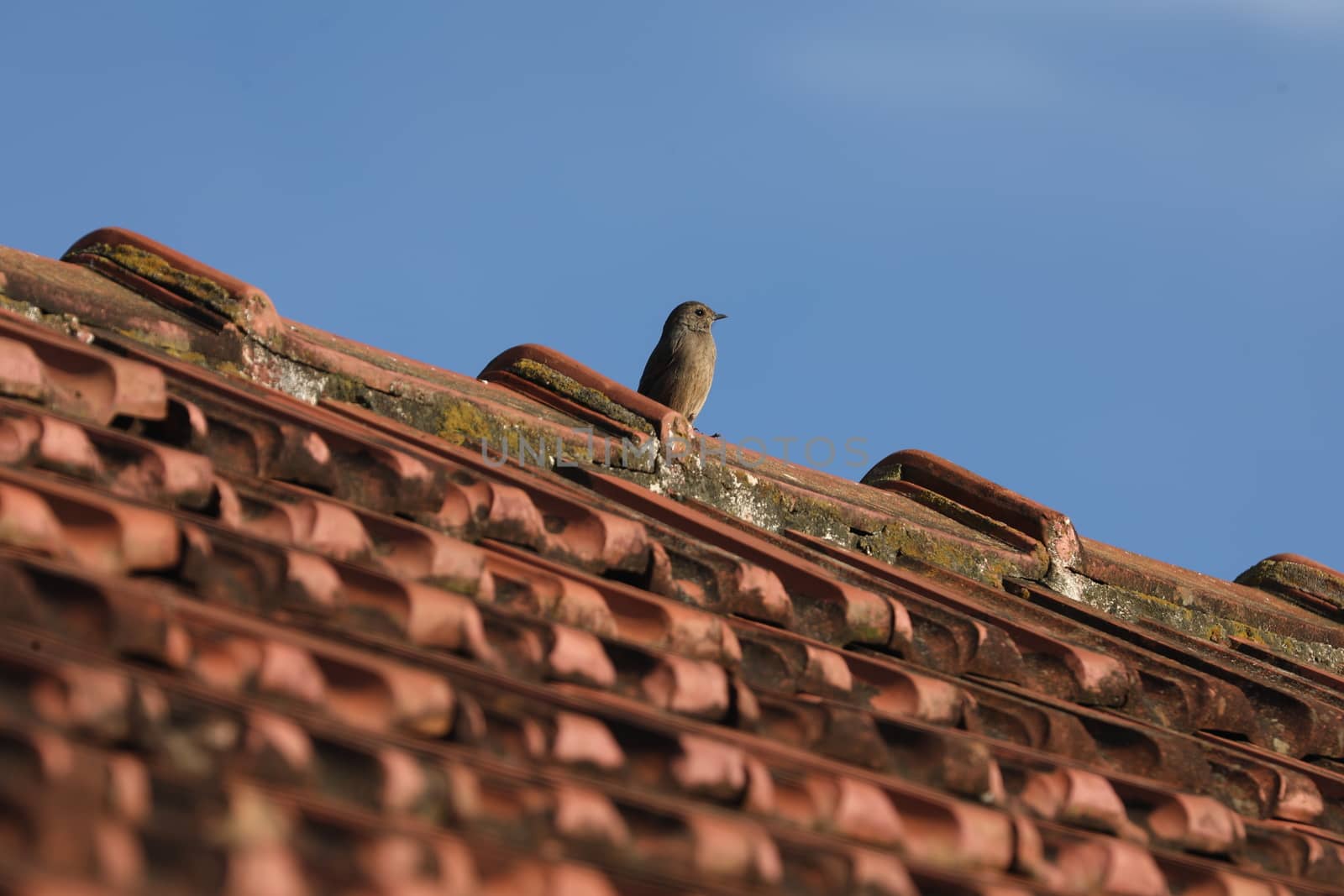 Bird in the Nature