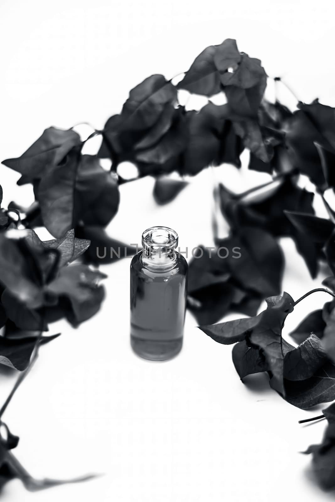 Close up shot of essence of Bougainvillea flowers in a small transparent glass bottle isolated on white with raw flowers and leaves. by mirzamlk