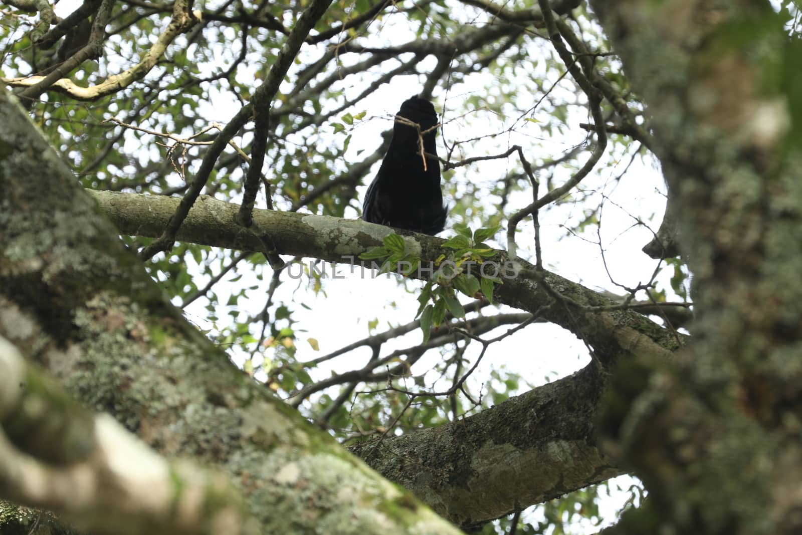 Birds on the tree in a Nature