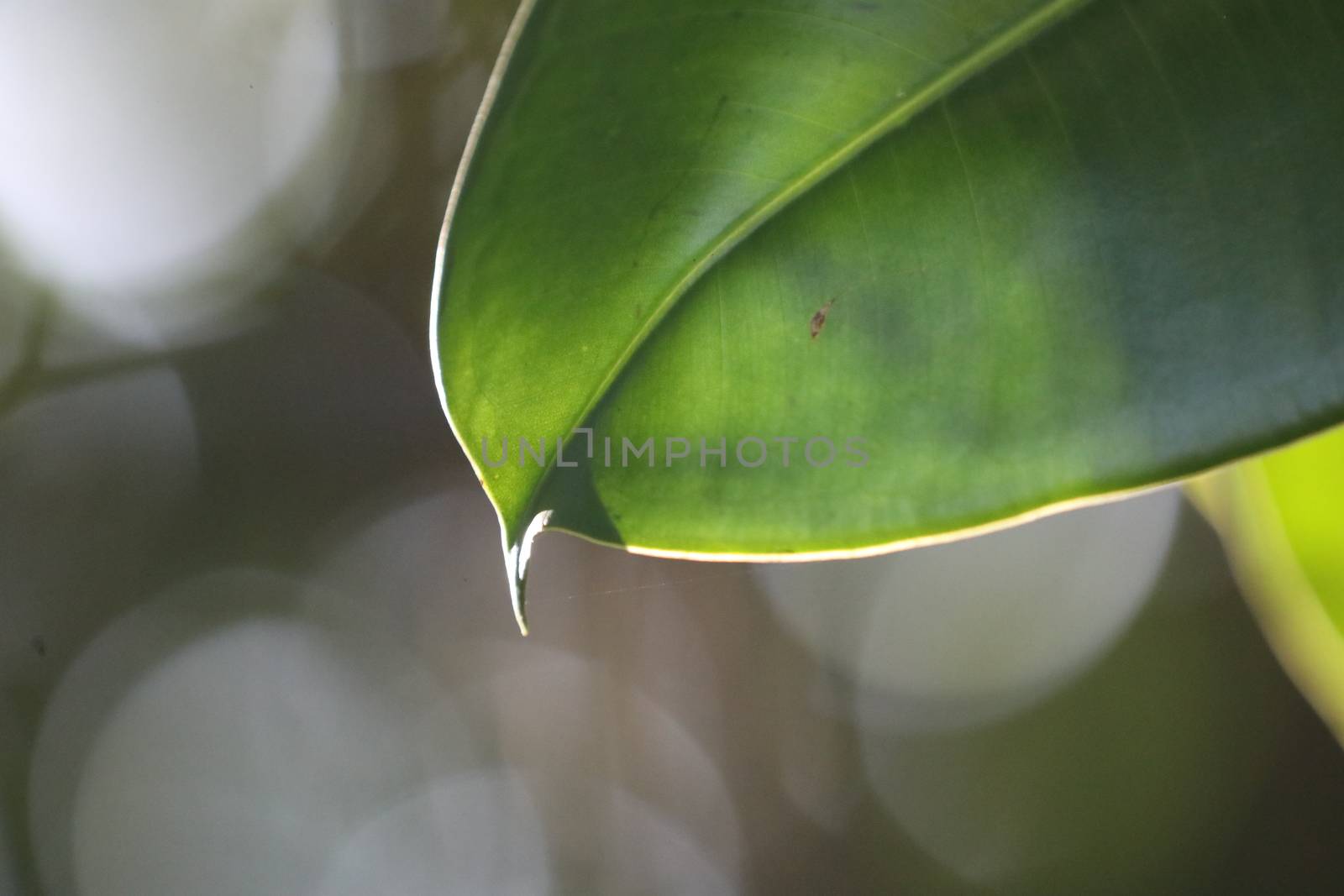 Abstract Leaf Texture