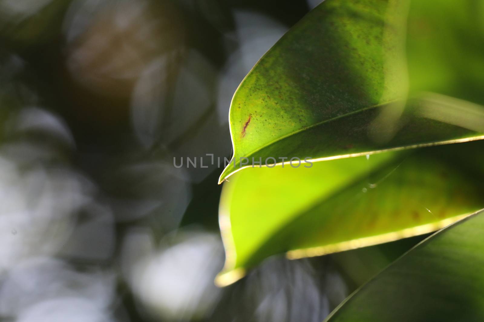 Abstract Leaf Texture