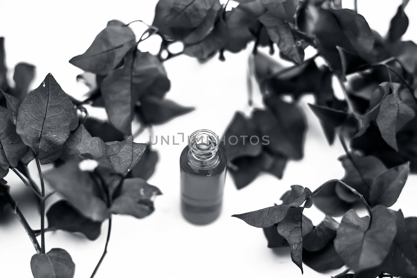 Close up shot of essence of Bougainvillea flowers in a small transparent glass bottle isolated on white with raw flowers and leaves.