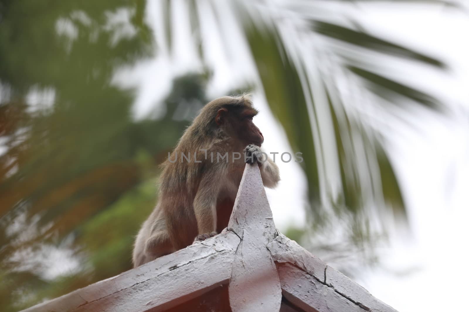 Closeup of Monkey