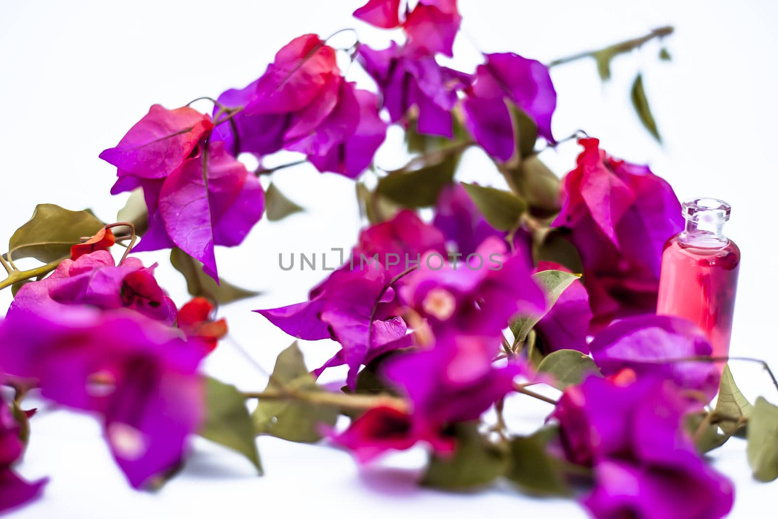 Close up shot of essence of Bougainvillea flowers in a small transparent glass bottle isolated on white with raw flowers and leaves. by mirzamlk