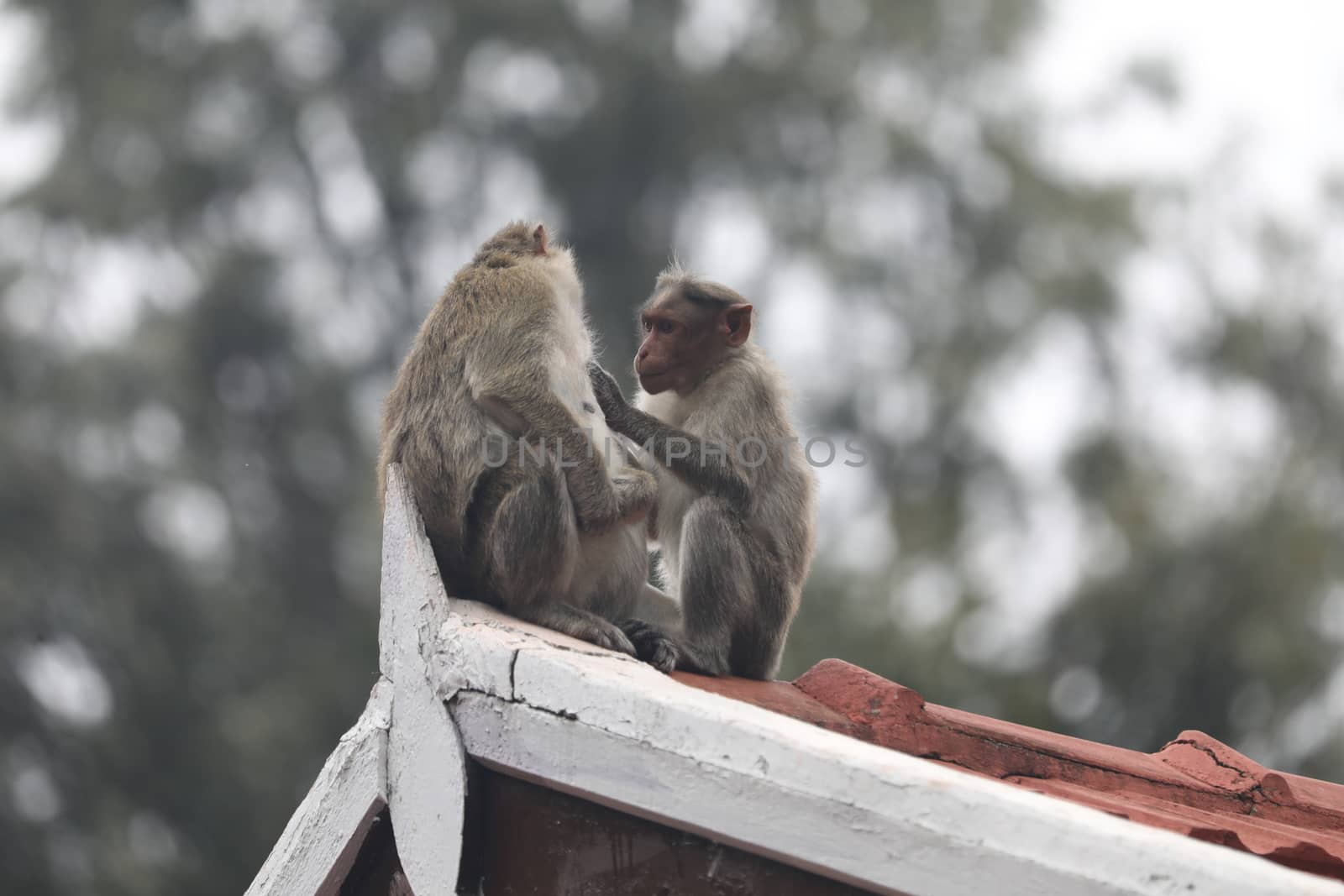 Closeup of Monkey
