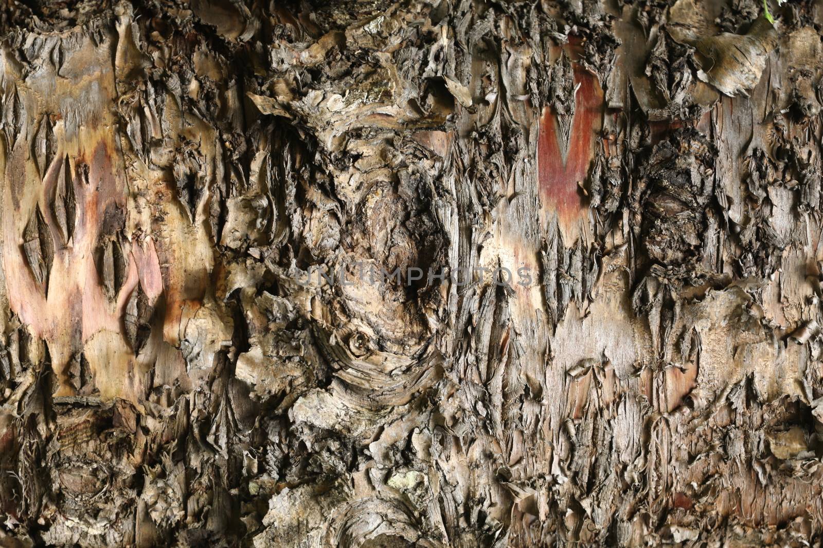 Tree Trunk texture macro shot
