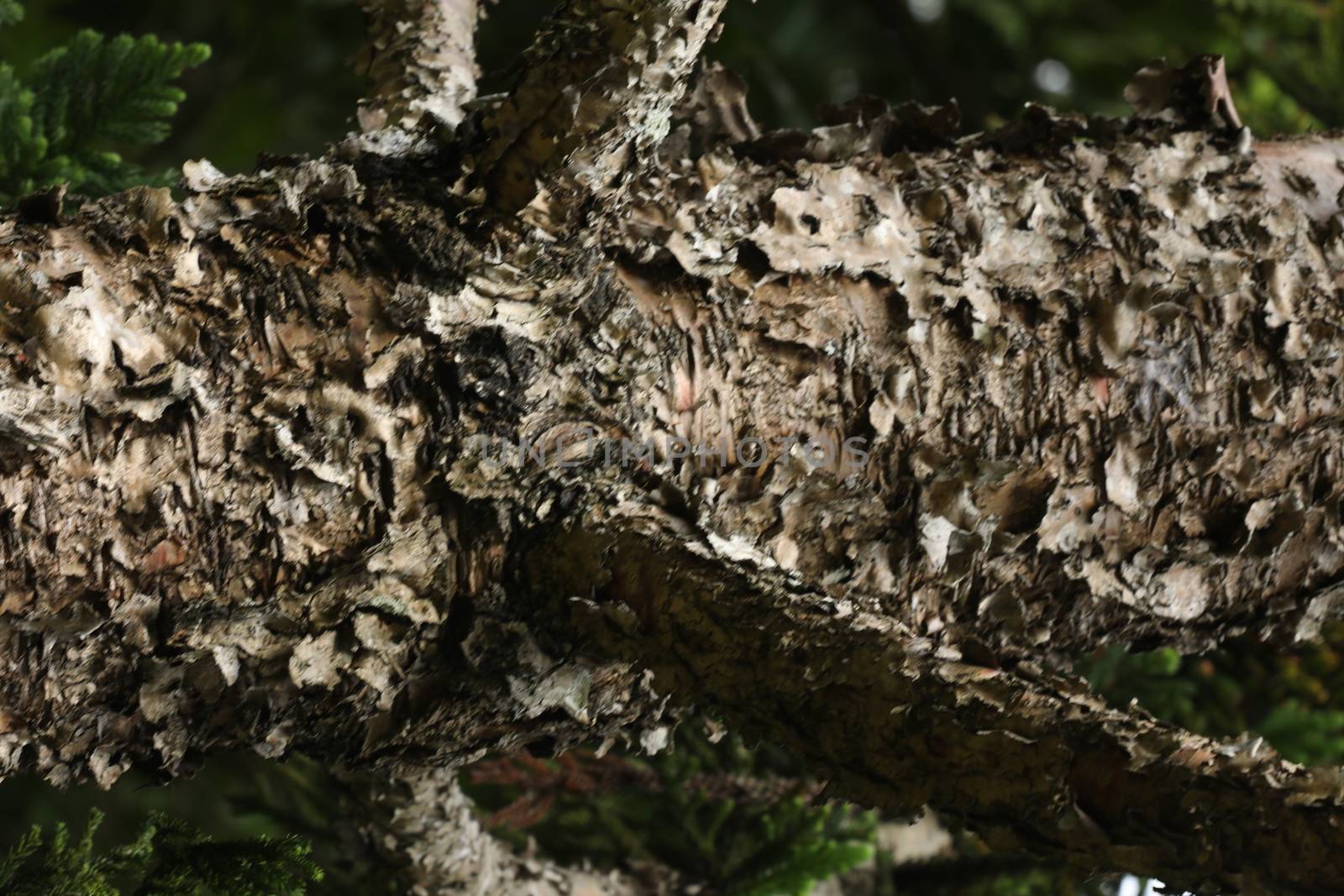 Tree Trunk texture macro shot