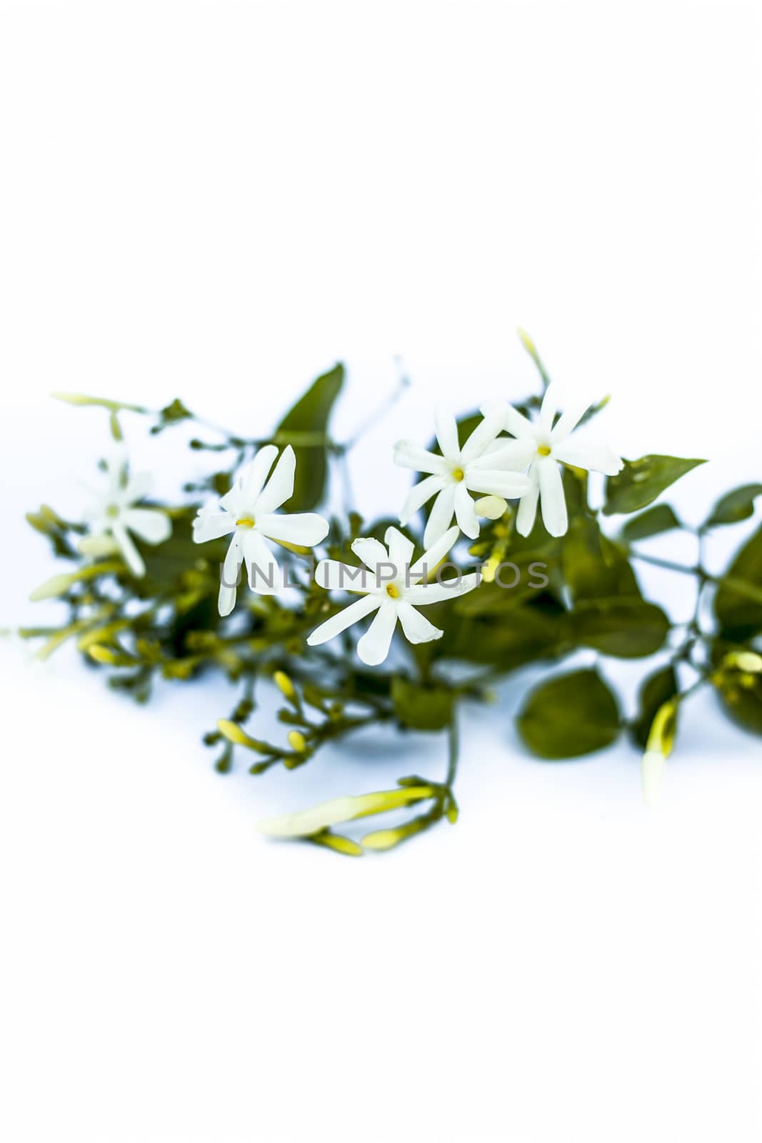 Close up of Indian jasmine flower or juhi or Jasminum Auriculatum on wooden surface.