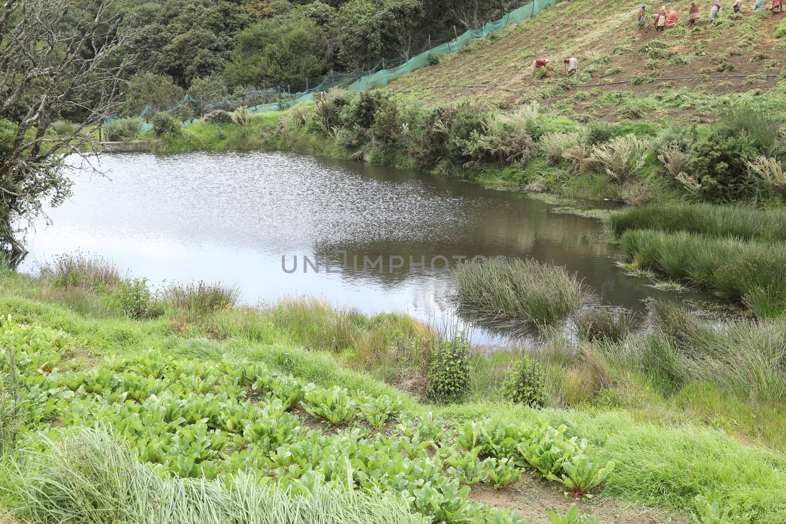 Location Ooty Hill station India