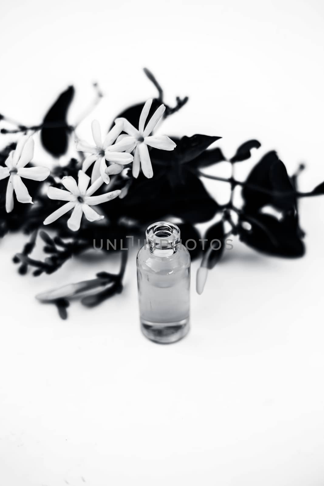 Close up of essence or essential oil of Indian jasmine flower or juhi or Jasminum Auriculatum isolated on white in a small transparent glass bottle with raw flowers. by mirzamlk
