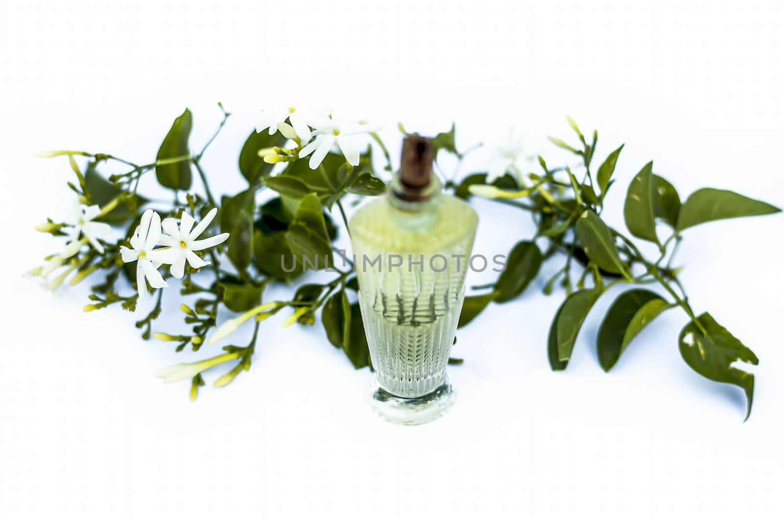 Close up of spray or perfume of Indian jasmine flower or juhi or Jasminum Auriculatum isolated on white in a small bottle with raw flowers.