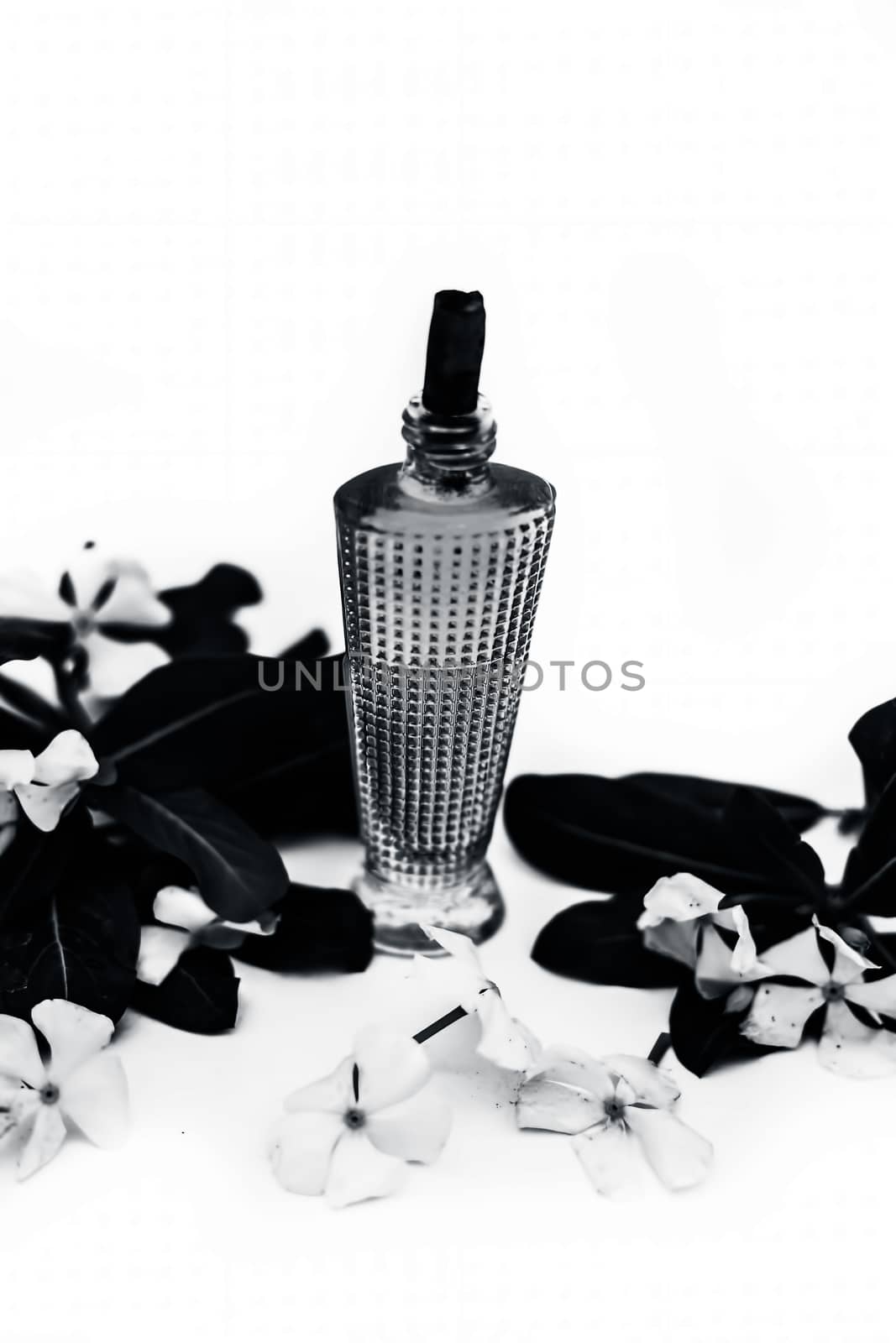 Close up of perfume or spray of Annual Vinca or Madagascar Periwinkle or Sadaabahaar or sadabahar in a transparent glass bottle with raw flowers isolated on white.