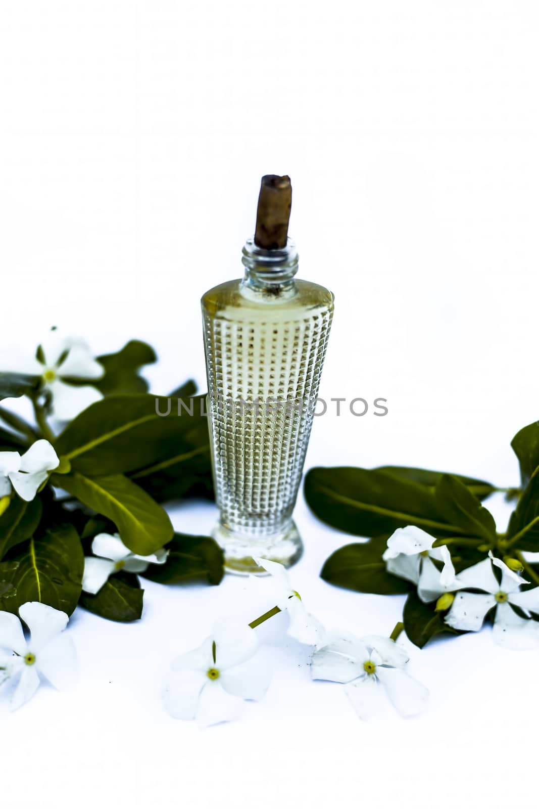 Close up of perfume or spray of Annual Vinca or Madagascar Periwinkle or Sadaabahaar or sadabahar in a transparent glass bottle with raw flowers isolated on white.