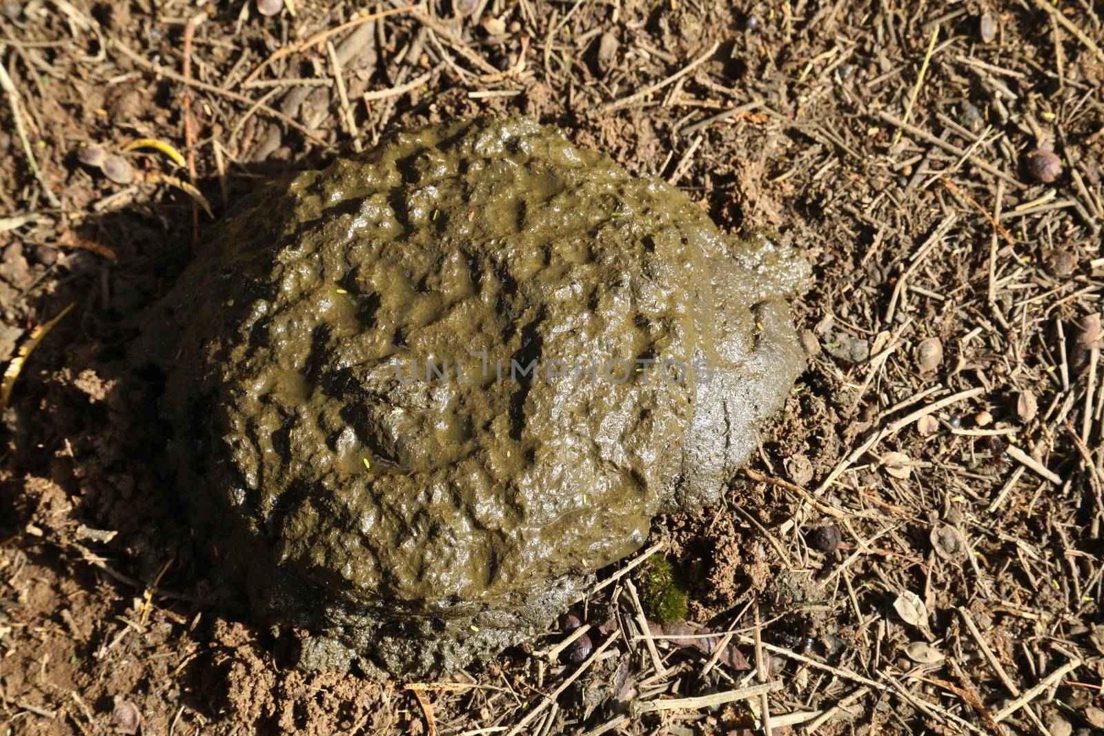 Cow Dung in fields