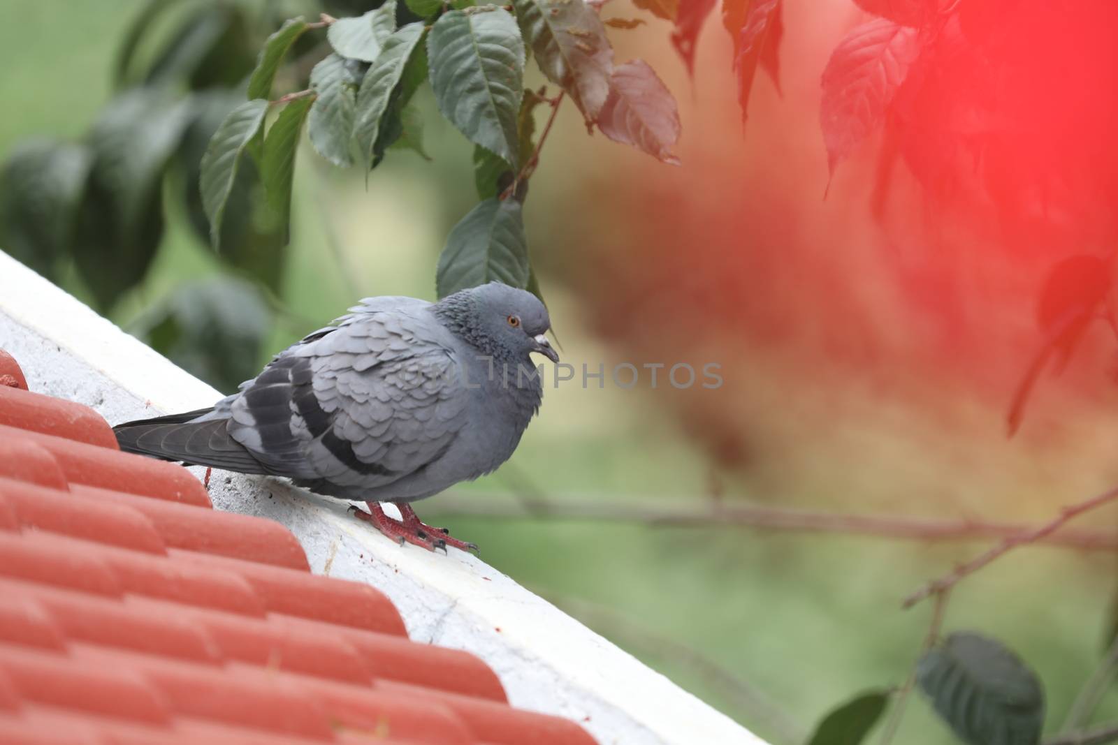 Pigeons on the wall