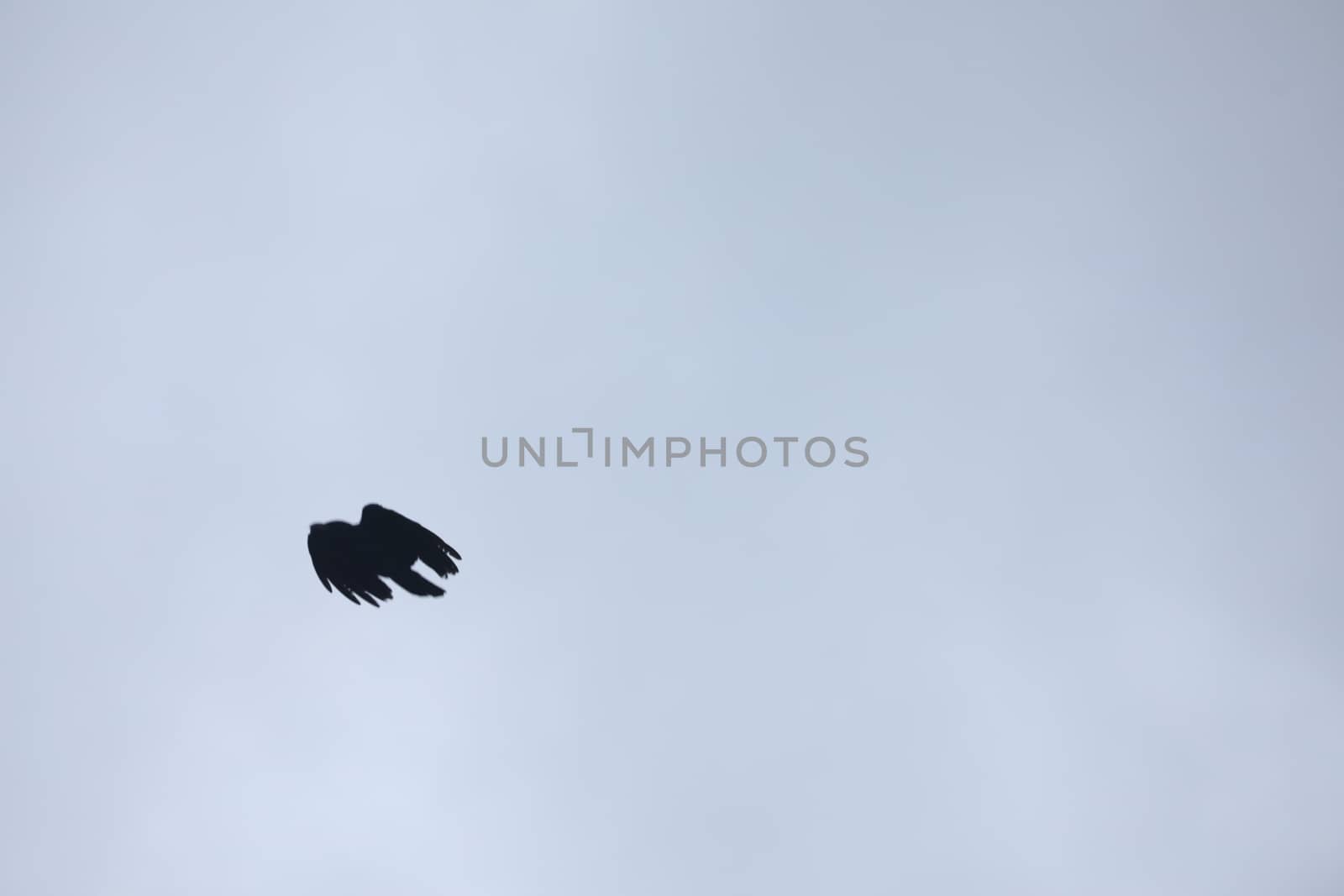 Birds flying in sky