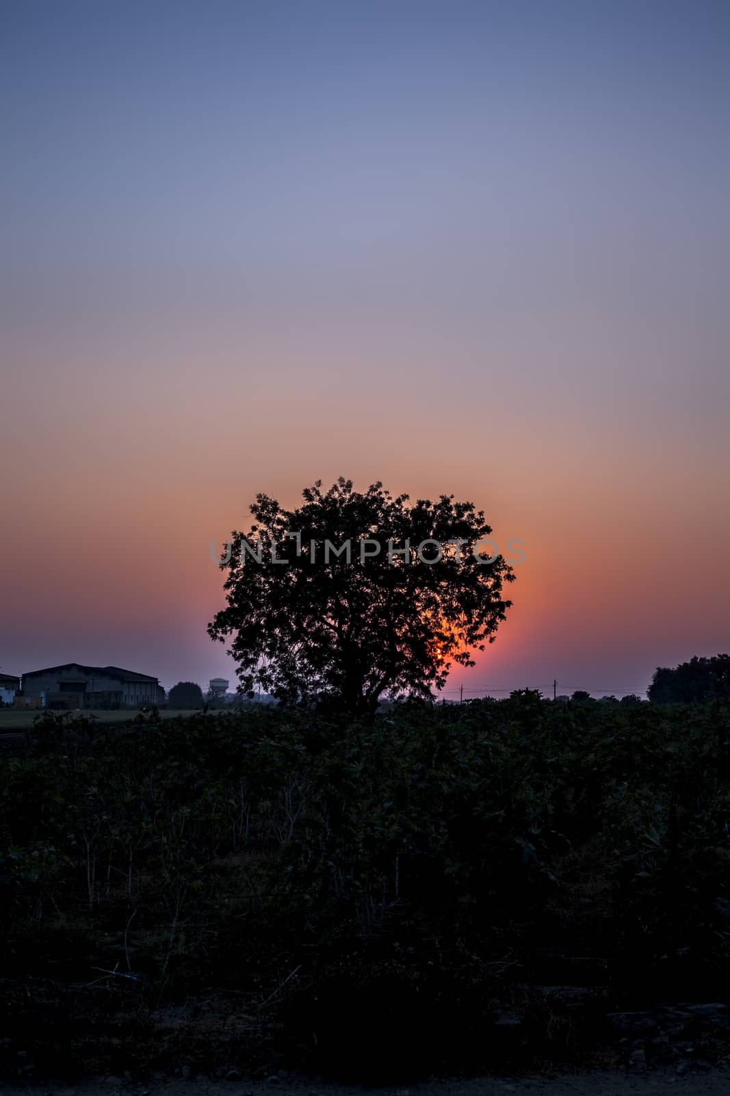 Silhouette of a tree during sunset with clouds in the deep wilderness of forest concept of loneliness and break-up.