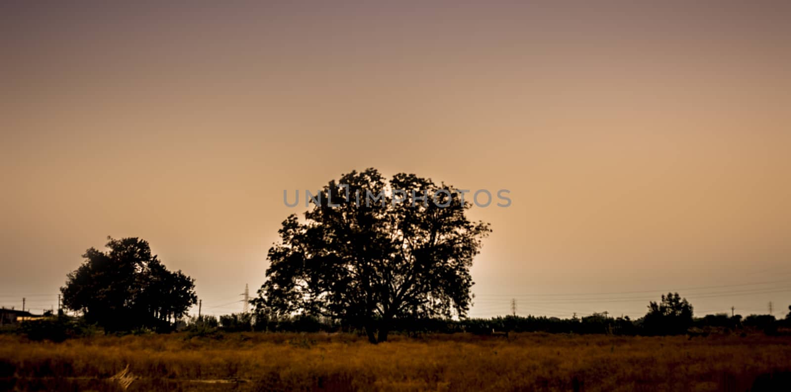 Dusk time shot of trees silhouette in the deep forest concept of loneliness and break up.