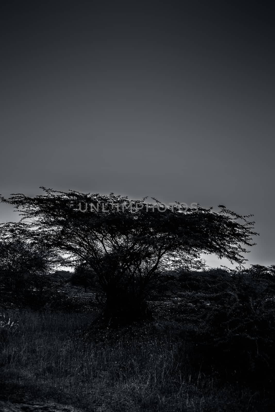 Solitary tree in the deep forest alone shot taken at the time of sunset.Concept of loneliness and break up.