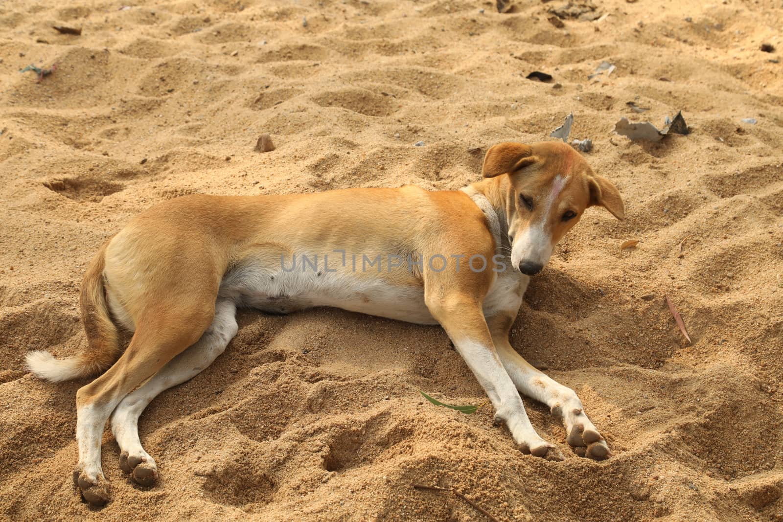 Closeup of a Street Dog