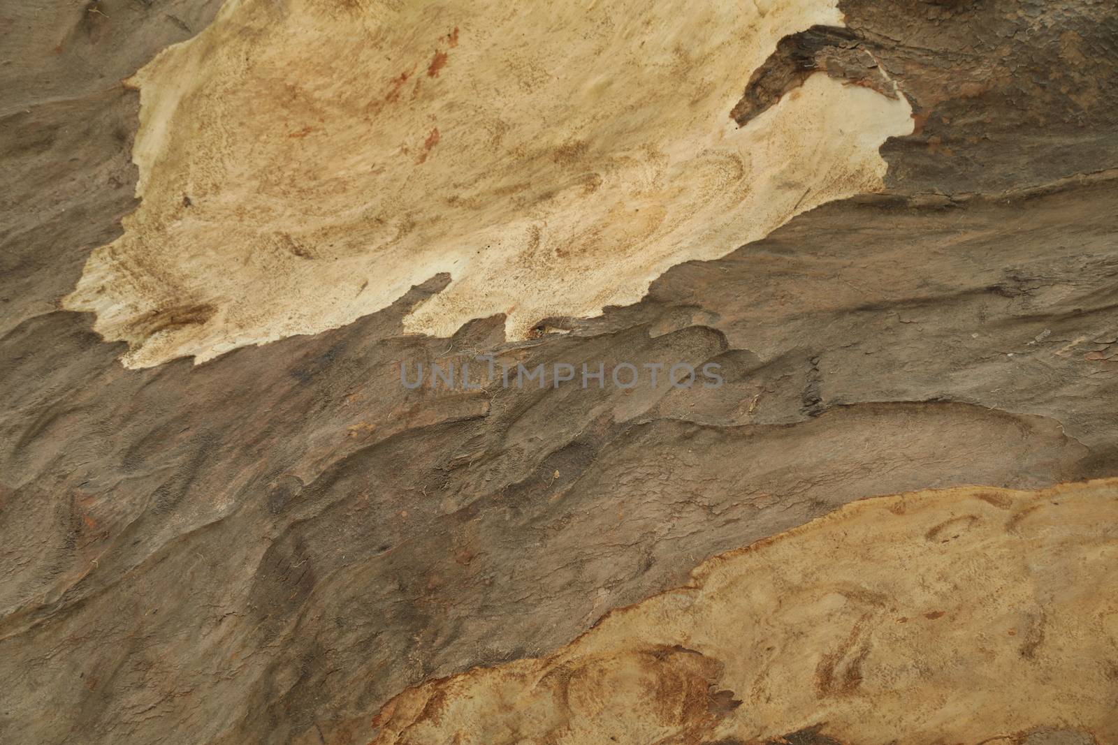 Tree Trunk texture macro shot