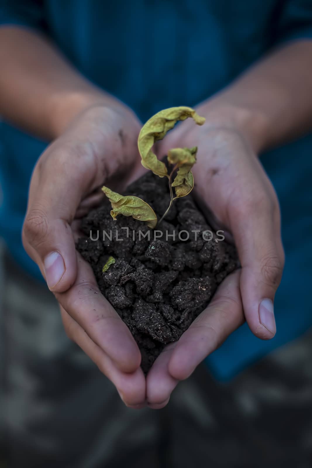 Close up of Human hands trying to Save mother nature by holding plant in palms.Concept of saving earth and mother nature.