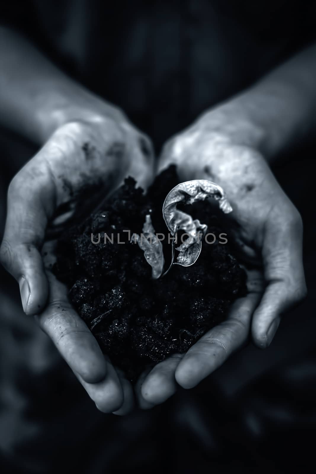 Close up of Human hands trying to Save mother nature by holding plant in palms.Concept of saving earth and mother nature.