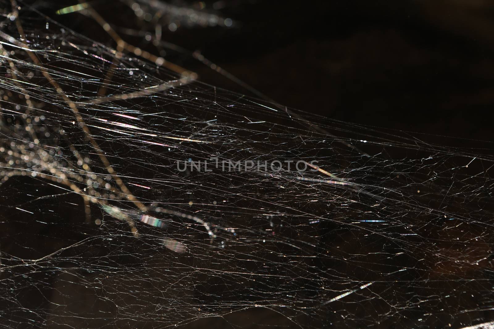 Scary Spider web