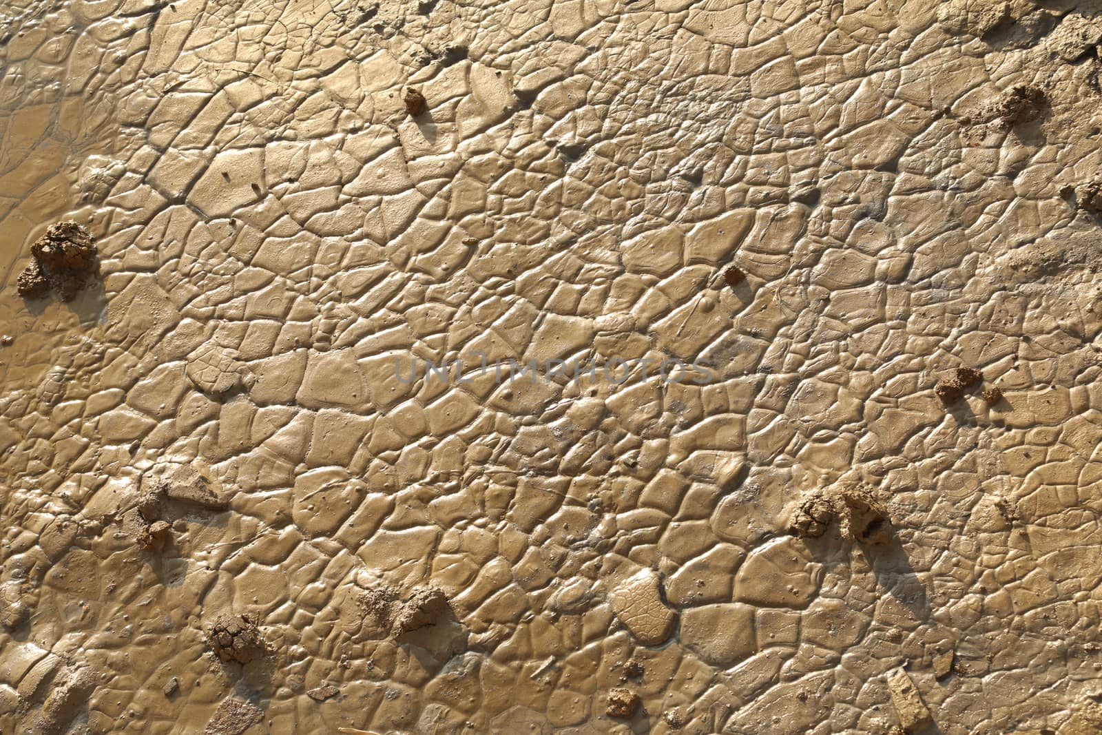 Rock Hill Texture