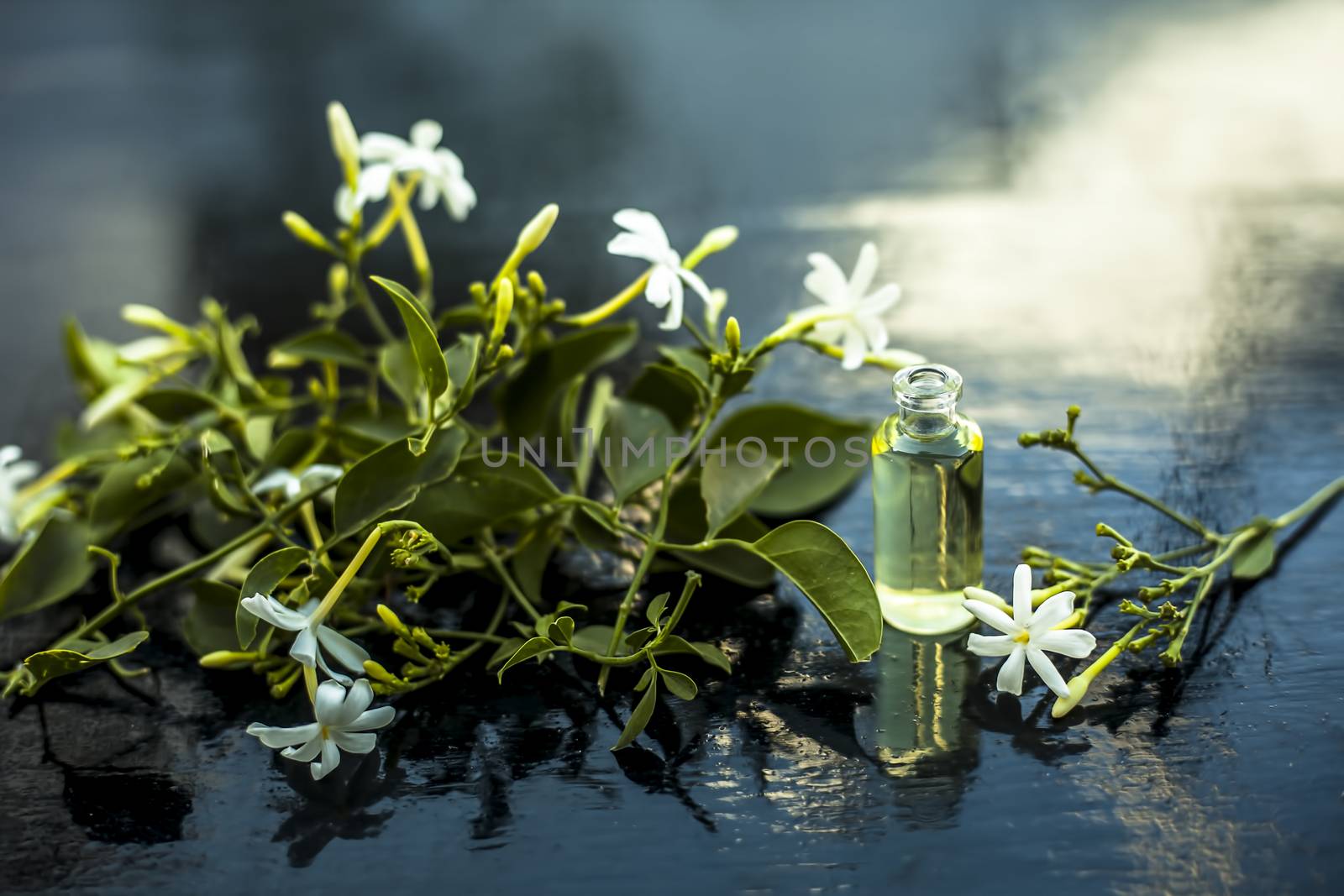 Close up of essence or essential oil of Indian jasmine flower or juhi or Jasminum Auriculatum isolated on white in a small transparent glass bottle with raw flowers.