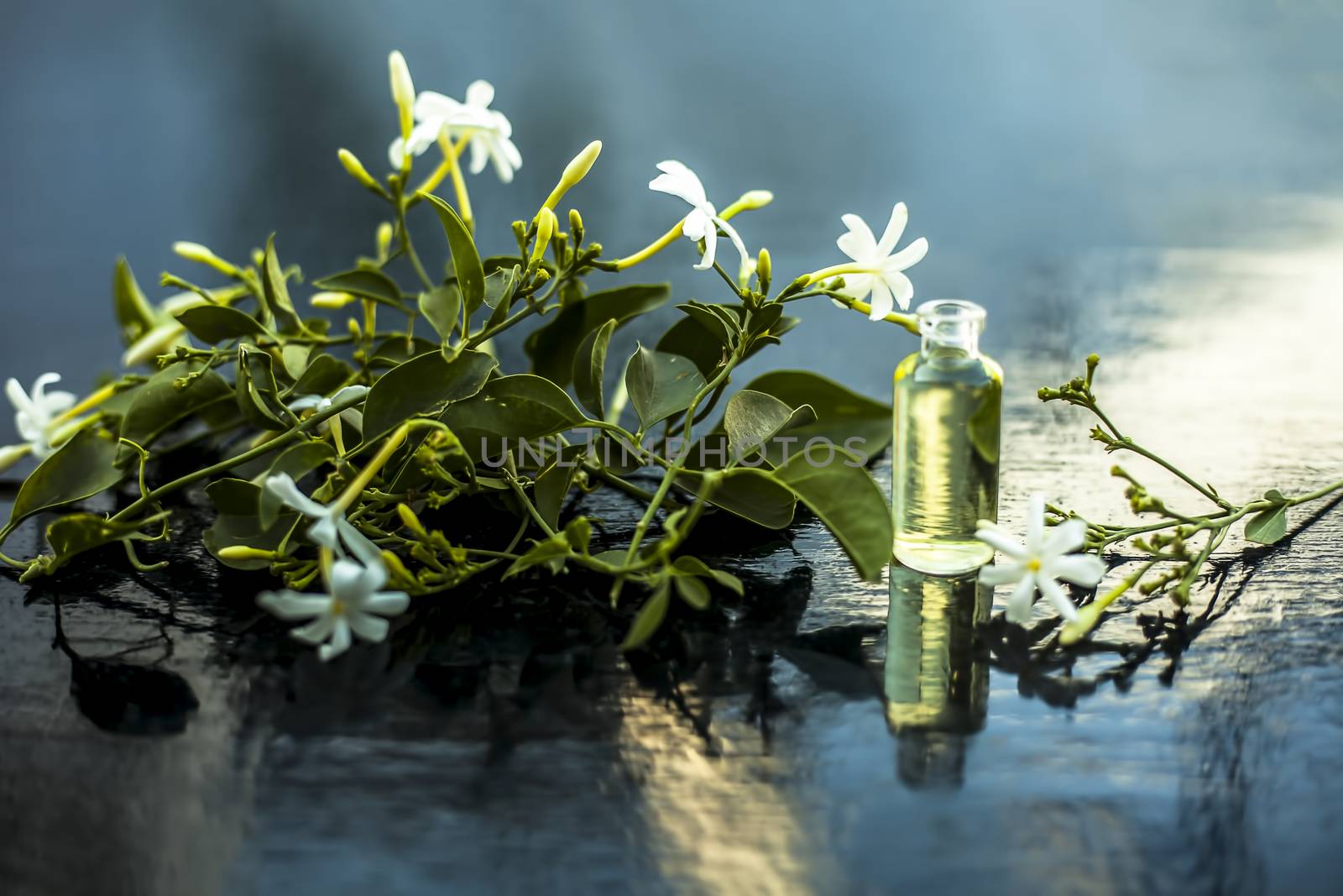 Close up of essence or essential oil of Indian jasmine flower or juhi or Jasminum Auriculatum isolated on white in a small transparent glass bottle with raw flowers. by mirzamlk