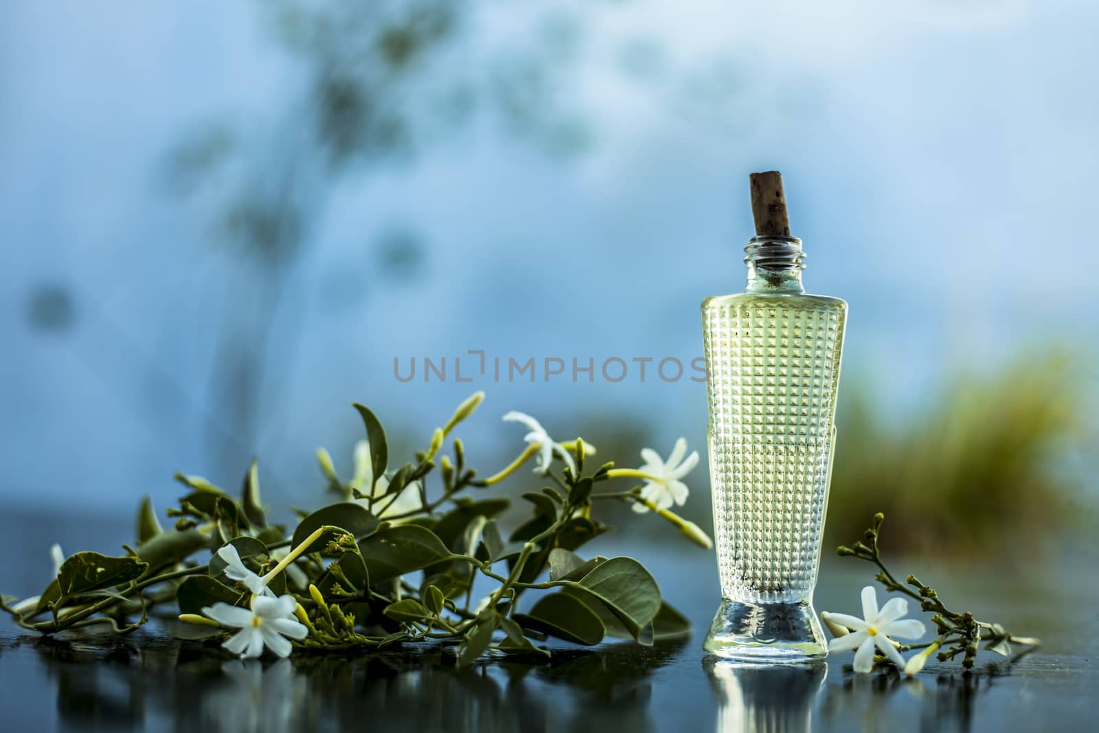 Close up of spray or perfume of Indian jasmine flower or juhi or Jasminum Auriculatum on wooden surface in a small bottle with raw flowers.