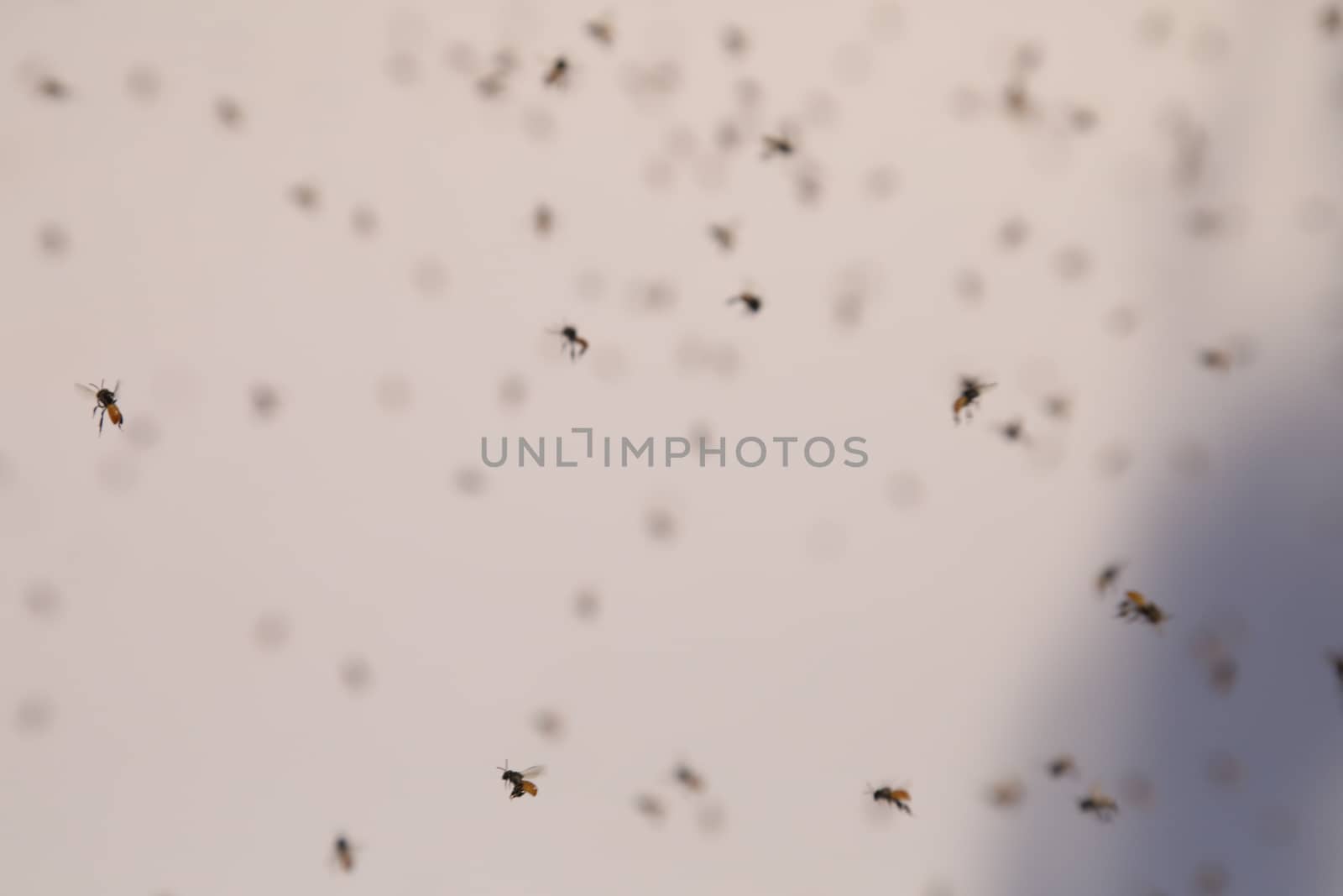 Insects in the water