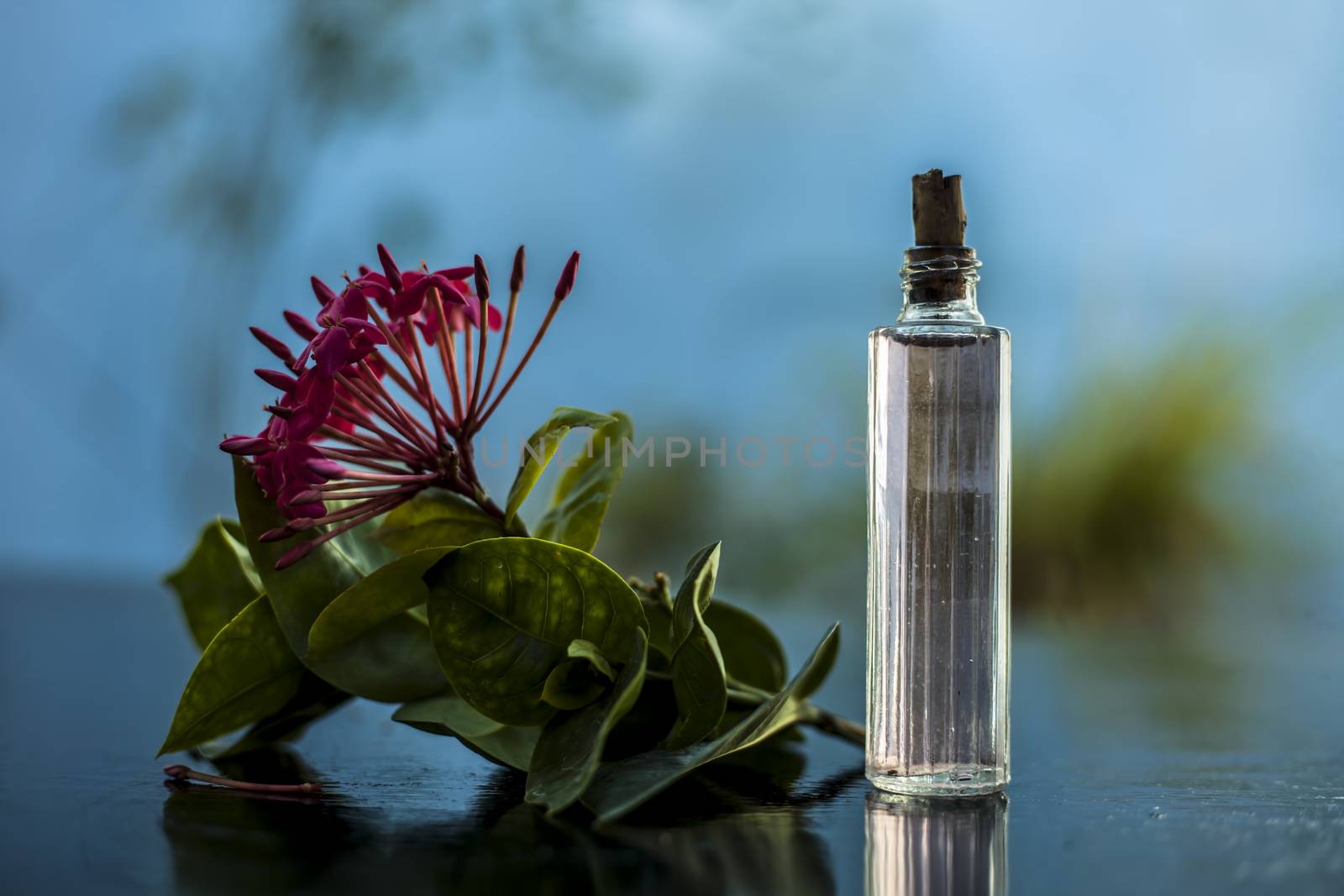 Close up of red colored pentas flower or Egyptian Star Flower or jasmine on wooden surface with its extracted spray or perfume in a transparent glass bottle.